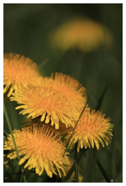 Snapdragon Dandelion Meadow Wild Plant