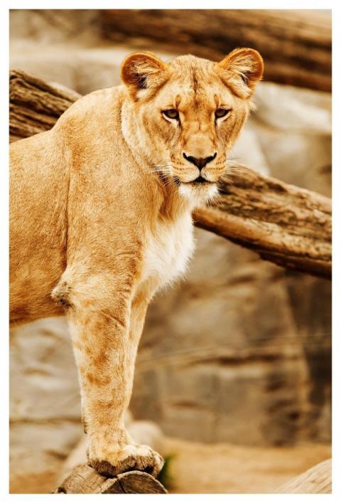 Lion Nature Animal Zoo