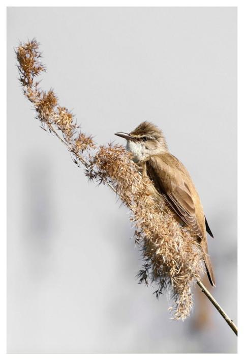 Bird Great Reed Warbler Ornithology Reed