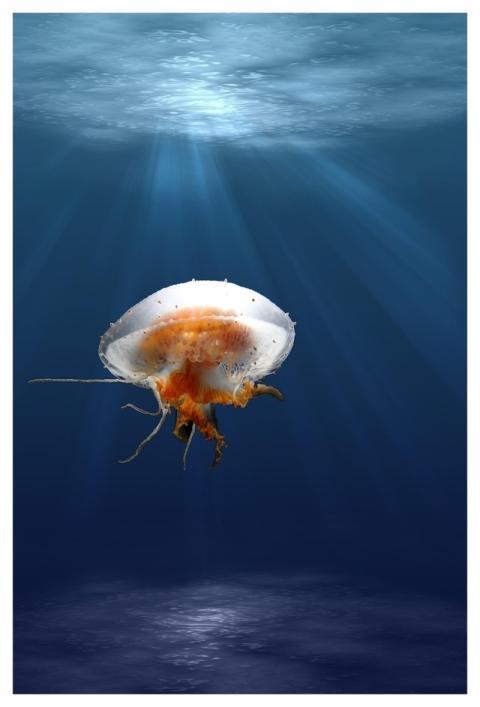 Jellyfish Tentacles Animal Underwater