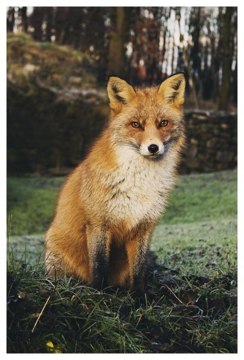 Fox Animal Red Fox Omnivore