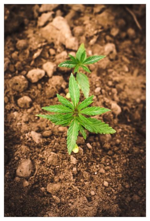 Cbd Thc Hemp Seedling