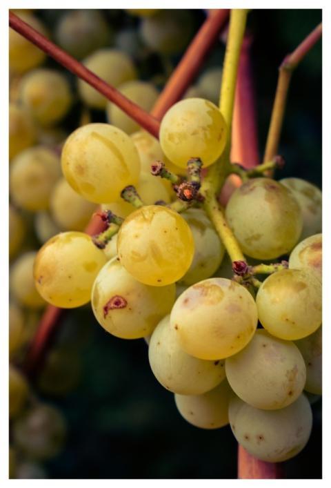 Fruit Grape Fall Agriculture