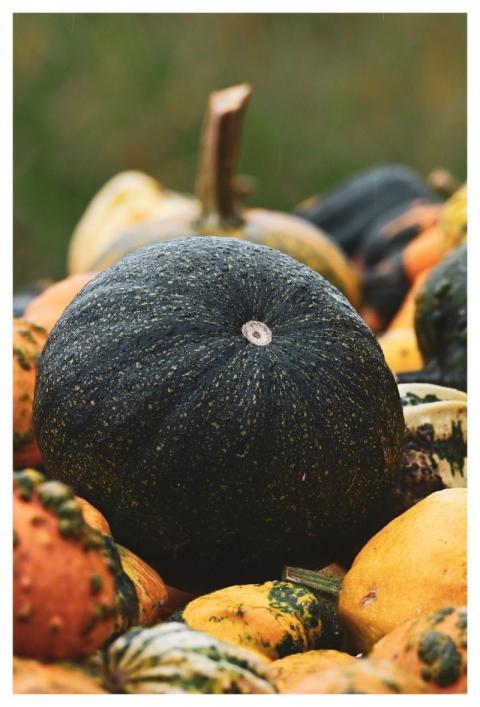 Pumpkins Fall Vegetables Harvest