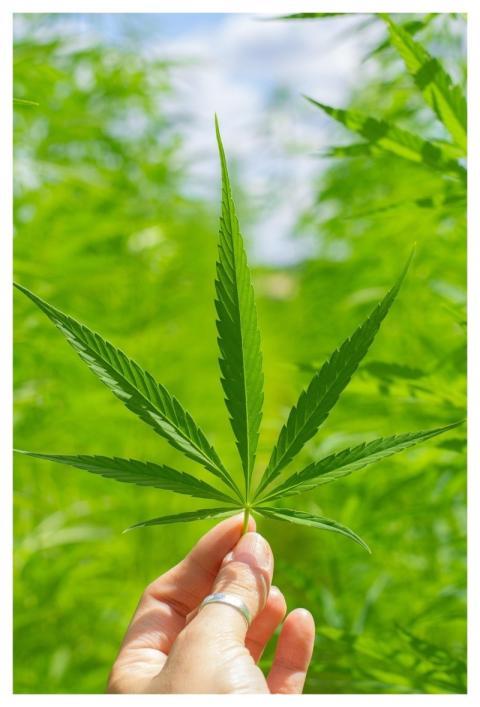 Cbd Ipad Wallpaper Cannabidiol Hemp