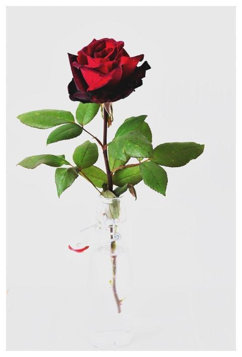 Red Rose Abstract Lighting Mood Fantasy