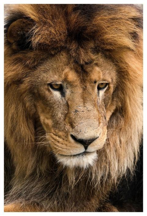 Lion Animal Head Mane