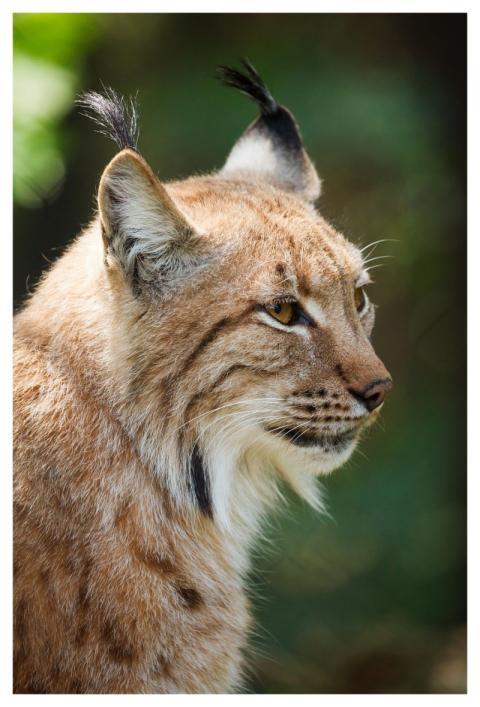 Lynx Animal Wildlife Wild Cat