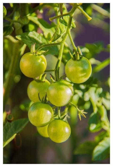 Tomato Food Costs Red