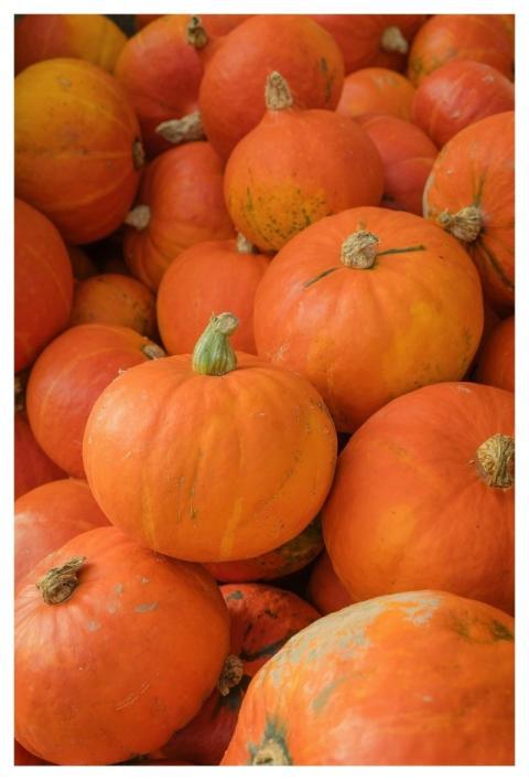 Hokaido Pumpkin Orange Vegetables