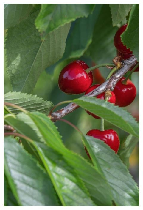 Cherry Tree Blossom Bloom Cherry Blossom