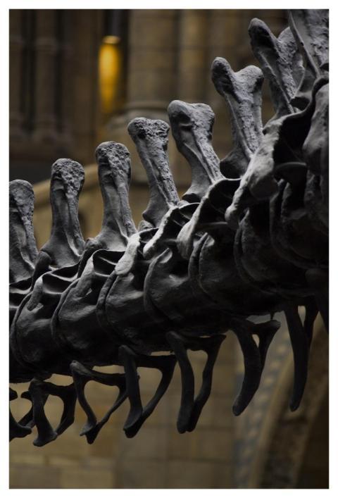 Natural History Museum Dinosaur Bones London Museu