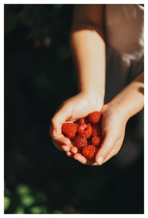 Hands Summer Country House Vegetable Garden