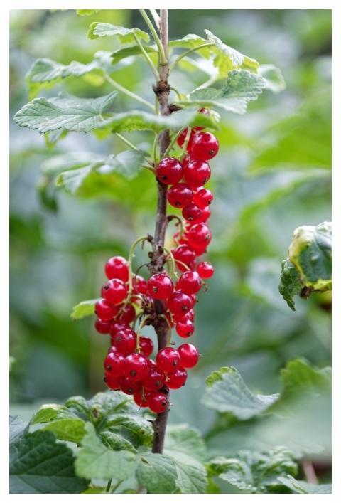 Currant Berry Fruit Shrub