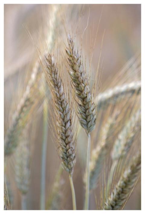 Wheat Crop Field Grain