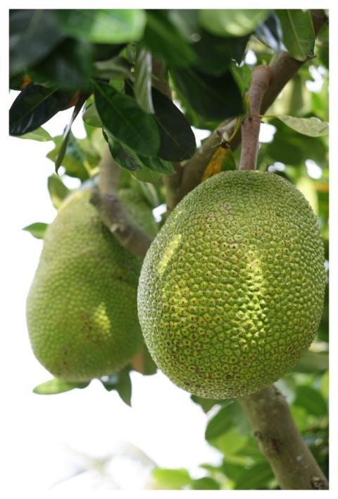 Tropical Fruit Jackfruit Tree Fruit