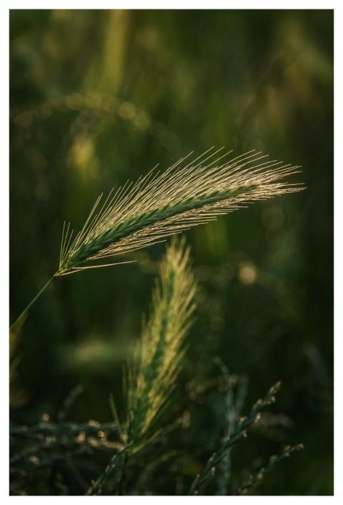 Rye Grain Field Agriculture