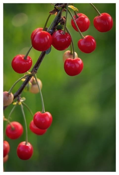 Cherries Fruit Food Healthy