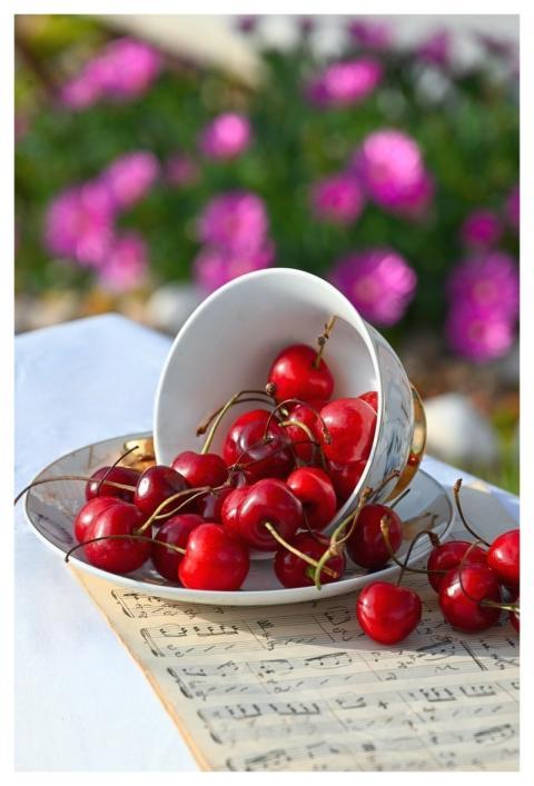 Cherries Summer Fruit Cherry Bowl Fresh Cherries