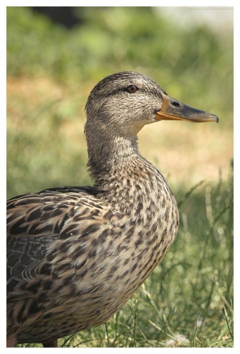 Mallard Nature Duck Water Bird