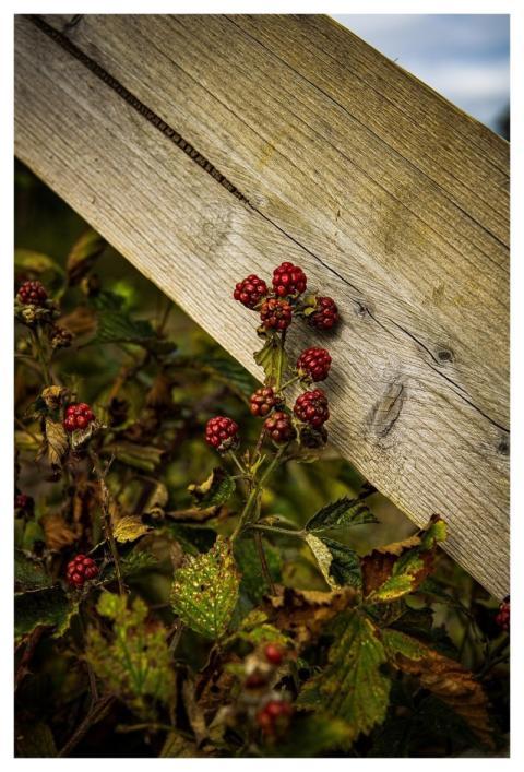 Green Berries Fruits Food