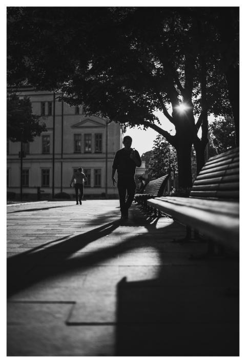 Trees Park Walk Monochrome