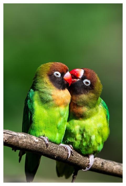 Parakeets Nature Wildlife Animals