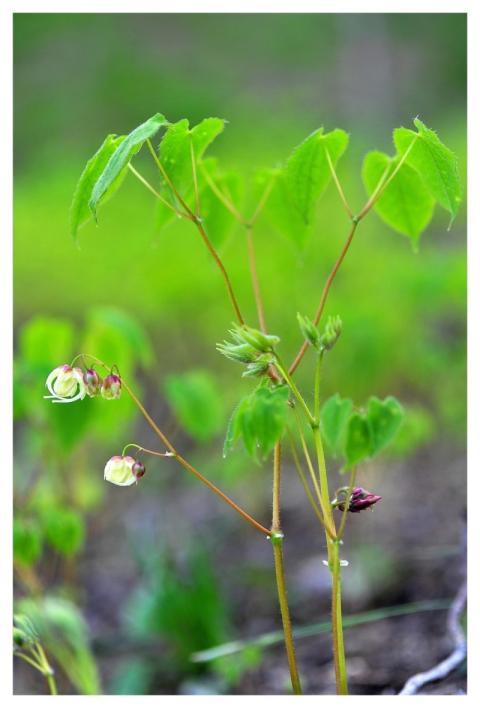 Medicinal Herbs Epimedium Health Spiagol56