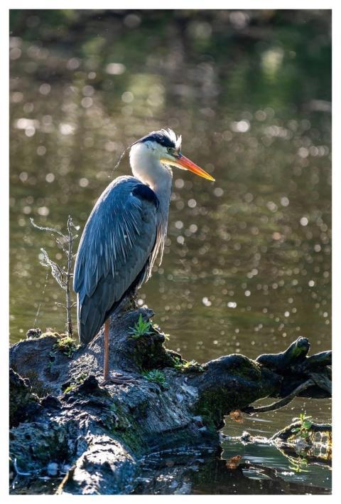 Heron Nature Bird Wildlife