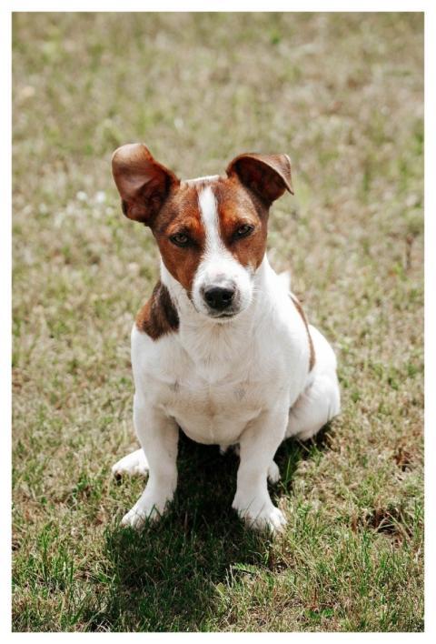 Jack Russell Nature Animal Dog