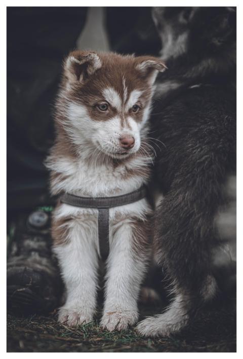 Dog Puppy Husky Fur