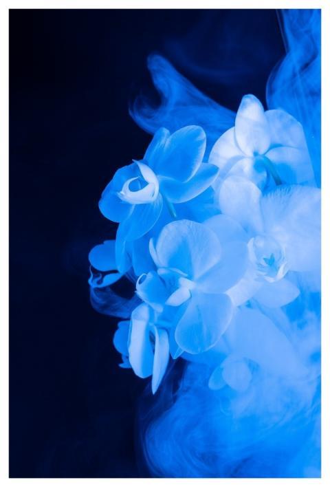 Floral Abstract Flower Colorful