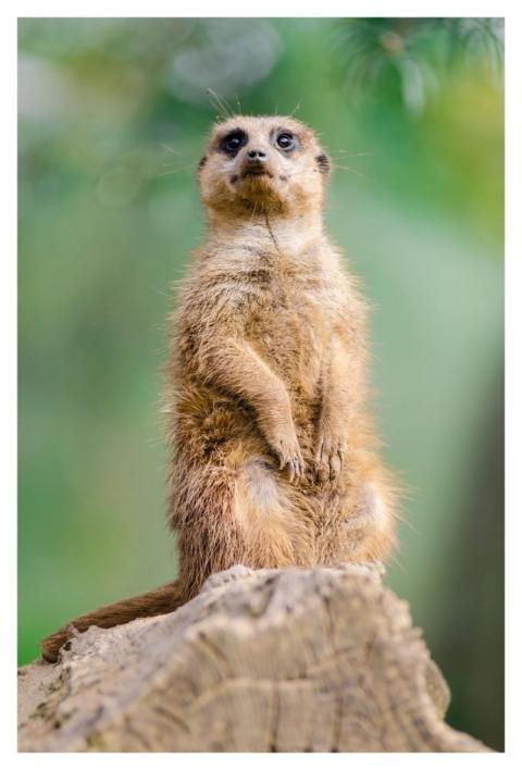 Meerkat standing, desert animal