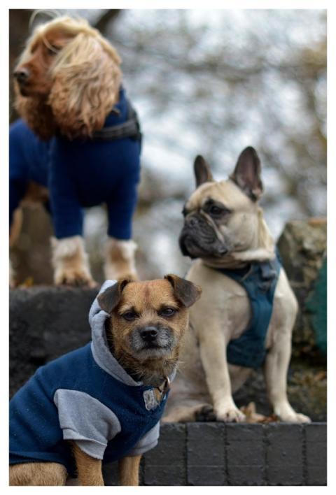 Dogs Animals Cute Dogs Group