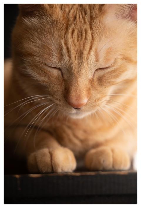 Cat Sleepy Pet Nature