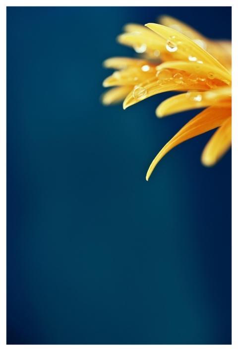 Flower Nature Flower Background Macro