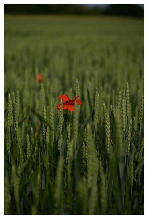 Poppy Grain Cornfield Grain Field
