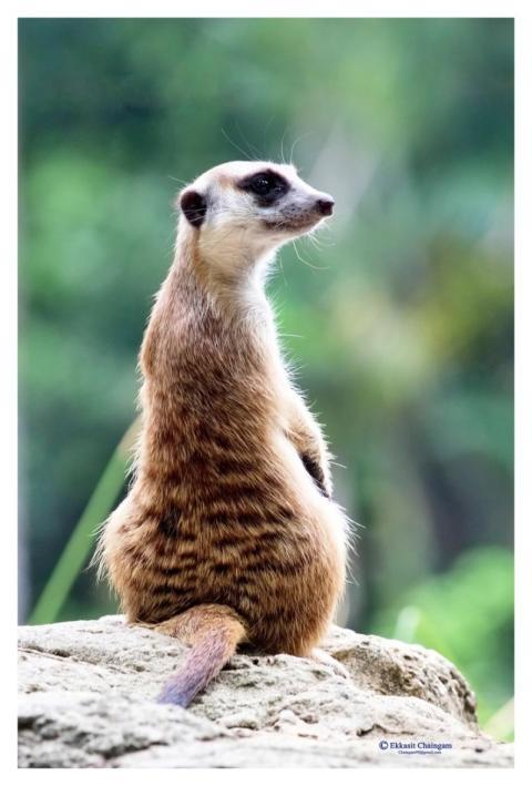 Meerkat standing, desert animal