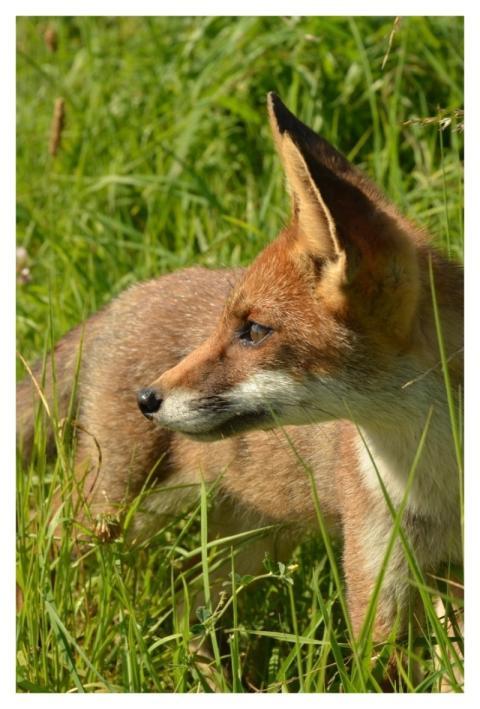 Red fox, wild animal background