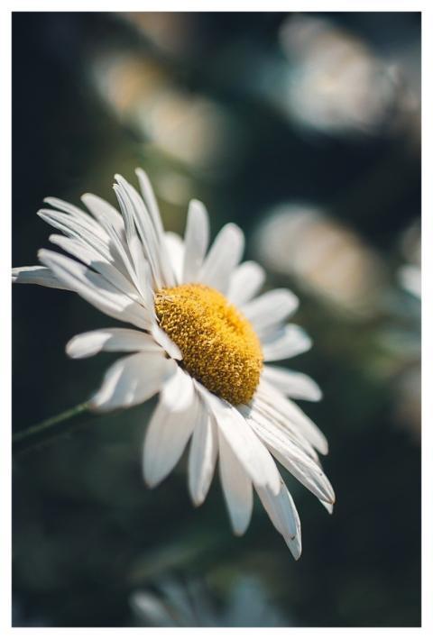 Daisy Flower Wallpaper Flower Flower Background