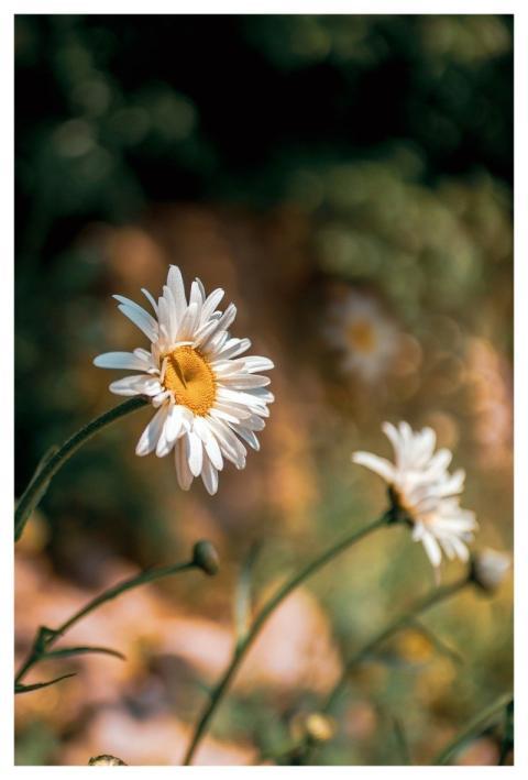 Chamomile Beautiful Flowers Flowers Bloom