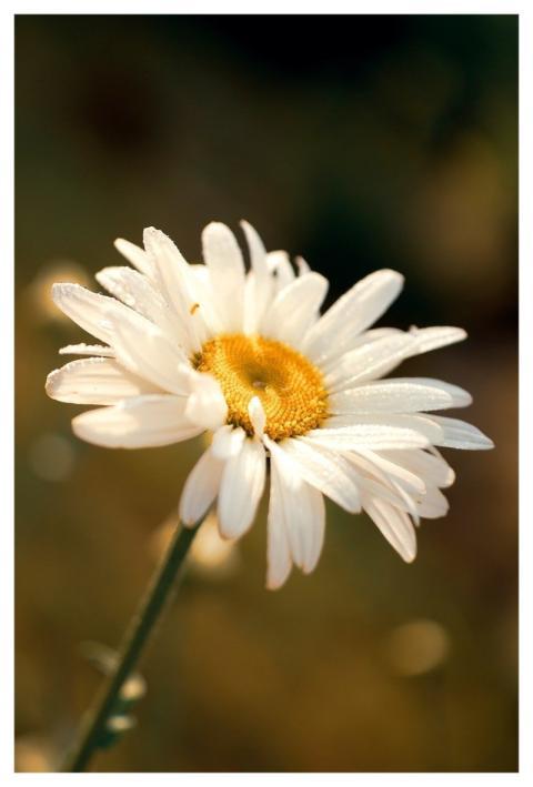 Chamomile Flower Background Beautiful Flowers Natu
