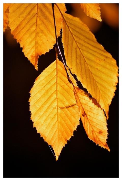 Autumn Leaves Fall Leaves Leaf Veins