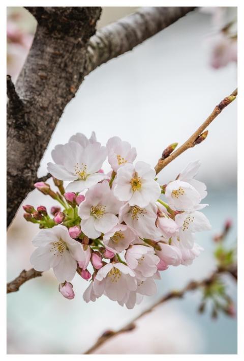 Flowers Spring Beautiful Flowers Peach Blossoms