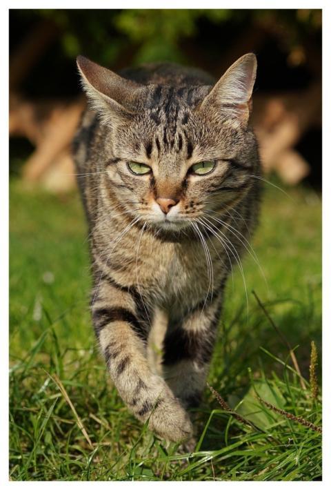 Cat Market Look Cute