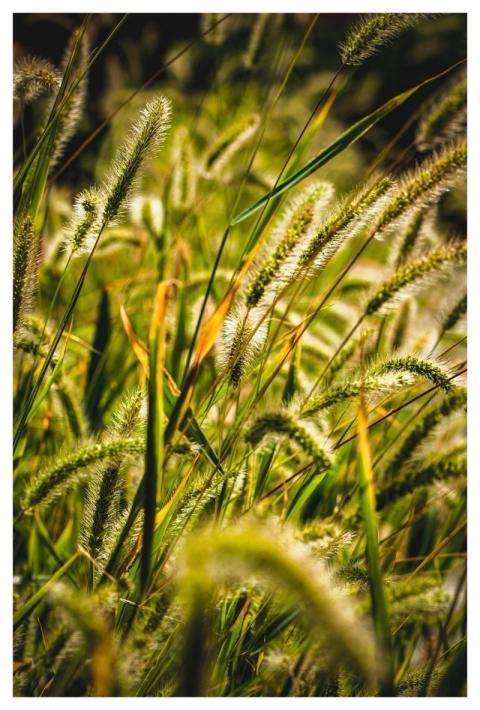 Grass Stalks Flower Background Flowers