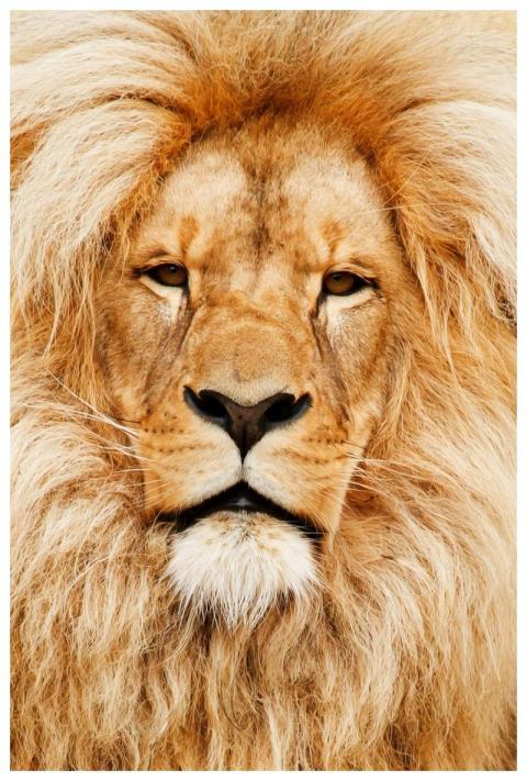 Close-up portrait of a male lion showcasing its ma