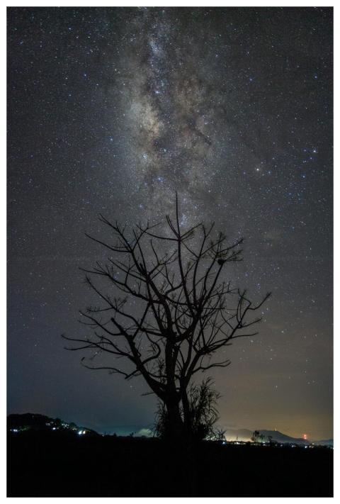 Silhouette of a tree under the Milky Way in a star