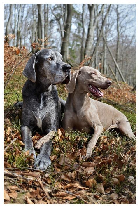 Animals Dogs Nature Portrait