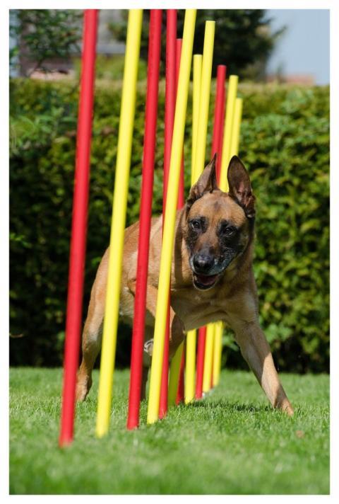 Agility Slalom Malinois Pet